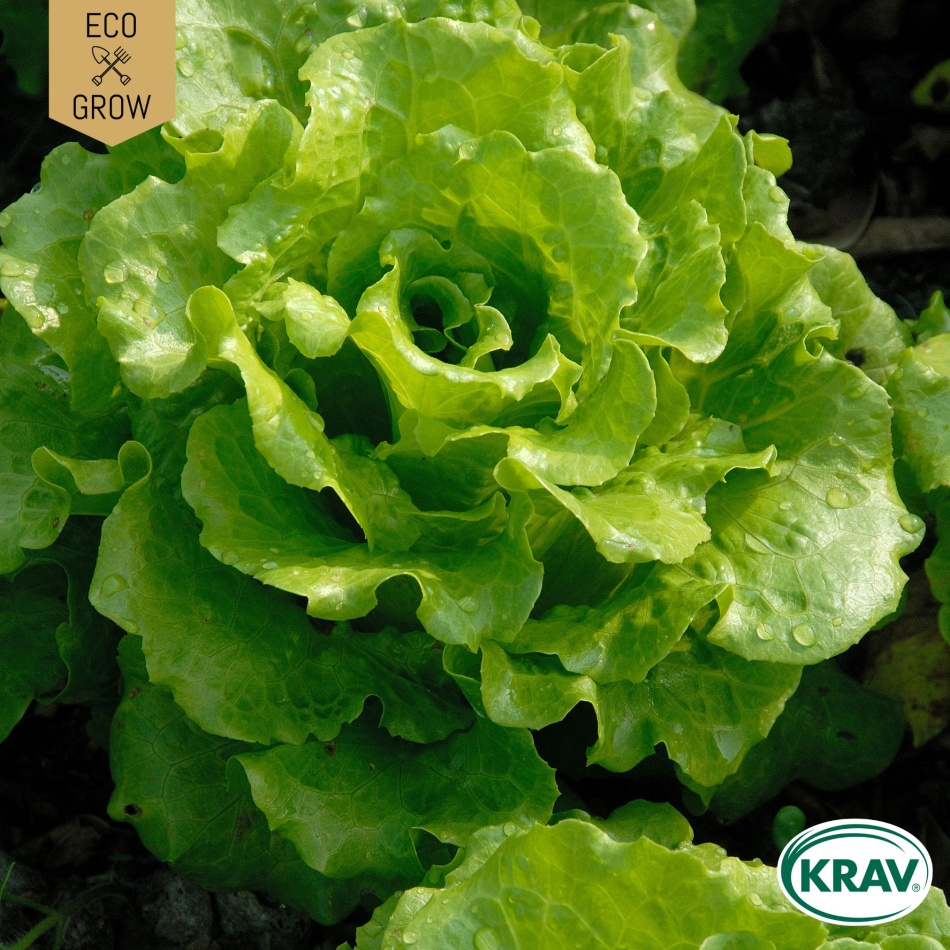 Plocksallat - Black Seeded Simpson