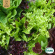 Sallat Mix - Mesclun Mix Sallat Mix - Mesclun Mix
