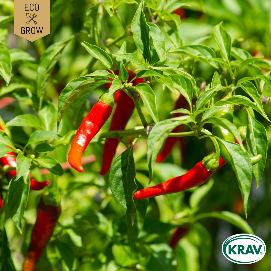 Chilipeppar - De Cayenne