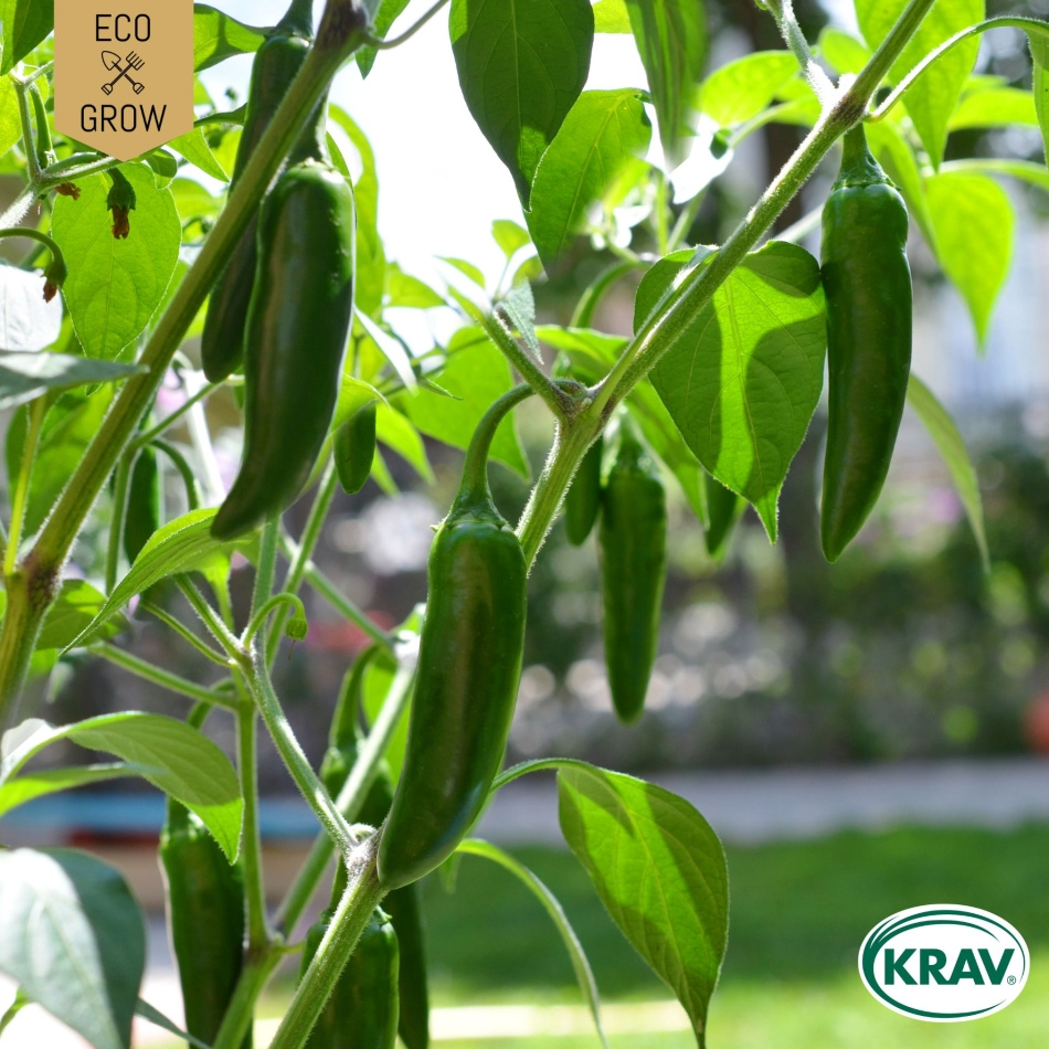 Chilipeppar - Jalapeño Ruben