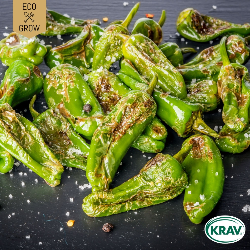 Chilipeppar - Padron