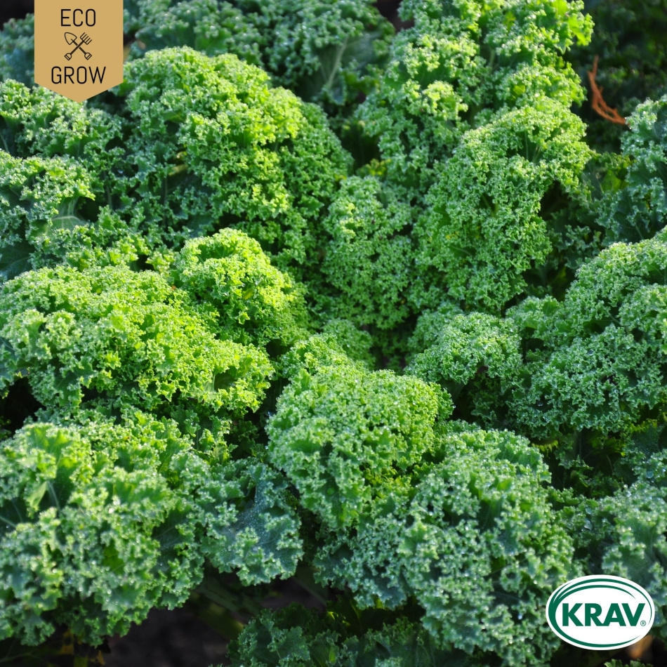 Grönkål - Westland Winter