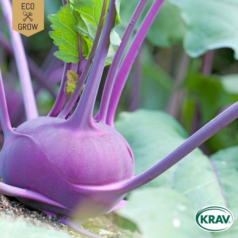 Kålrabbi - Delikatess Blauer