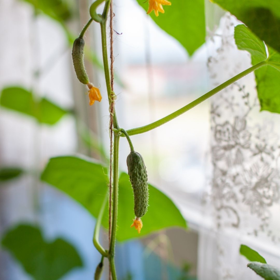 Odlingskit - Gurkgardin