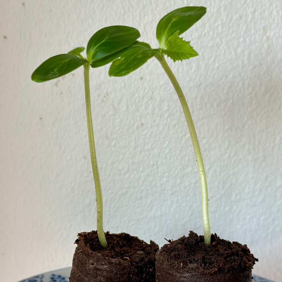 Odlingskit - Gurkgardin