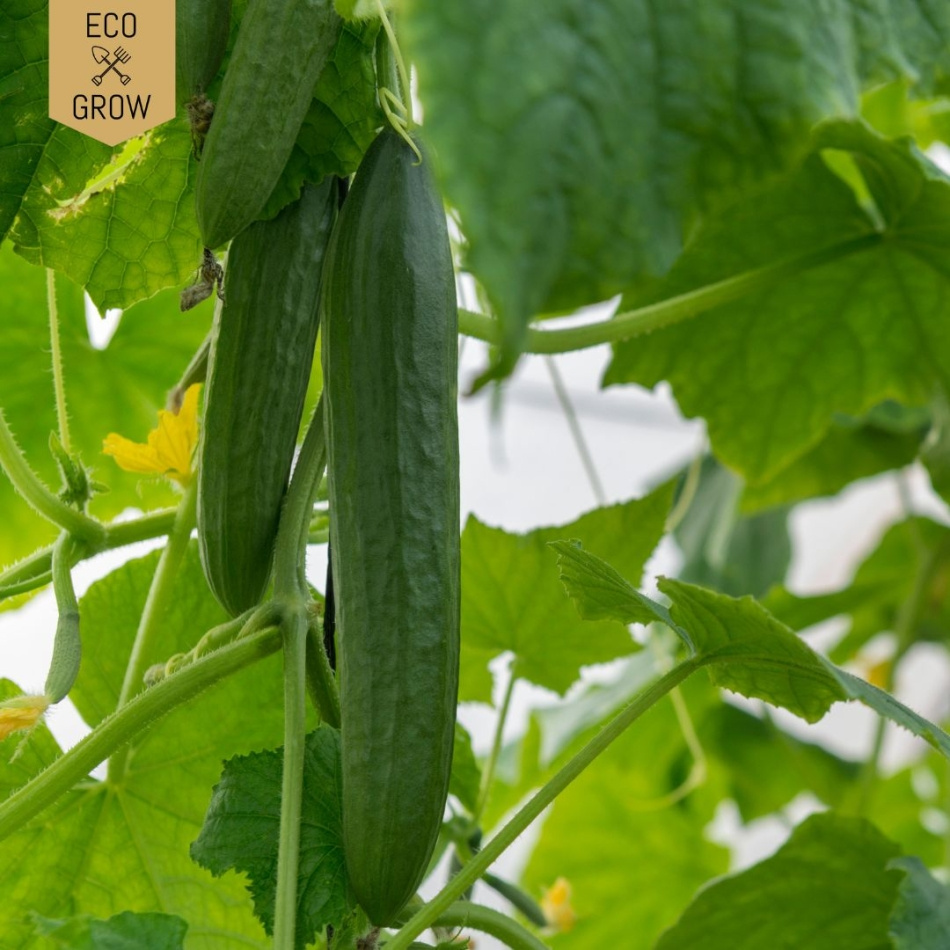 Snackgurka - Minyara