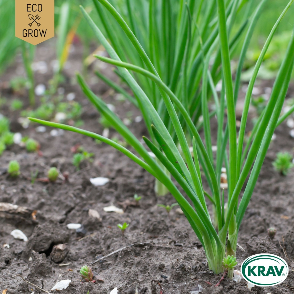 Piplök - Winterheckenzwiebel