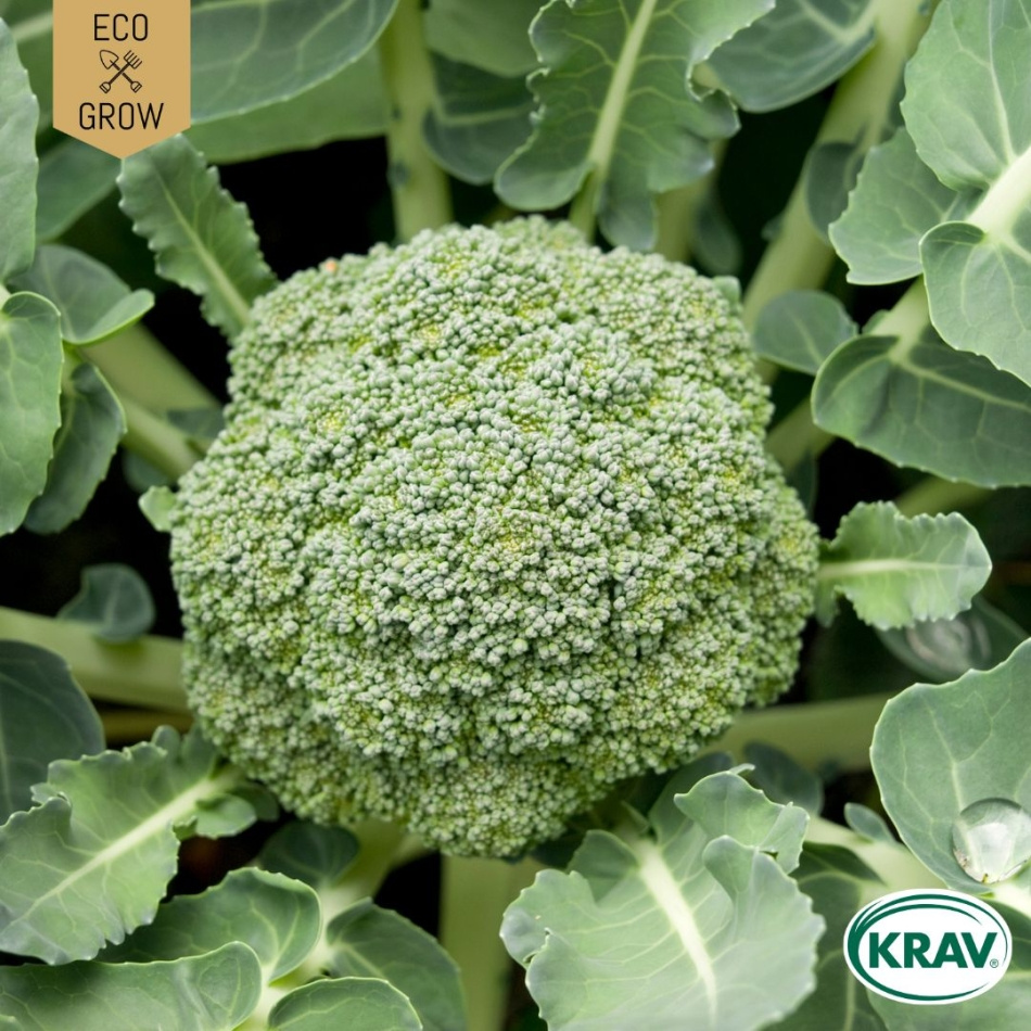 Broccoli - Ramoso Calabrese