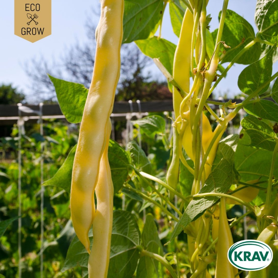 Störvaxböna - Golden Gate