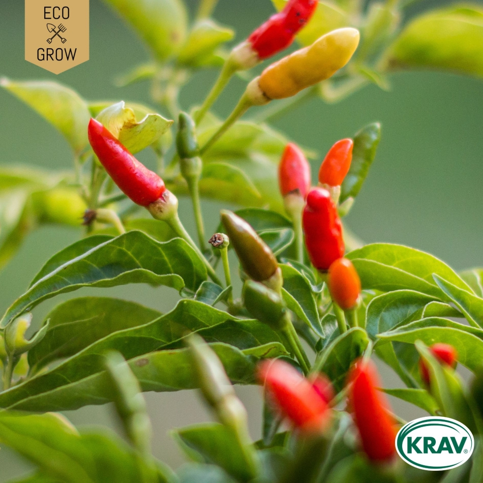 Chilipeppar - Kusburnu