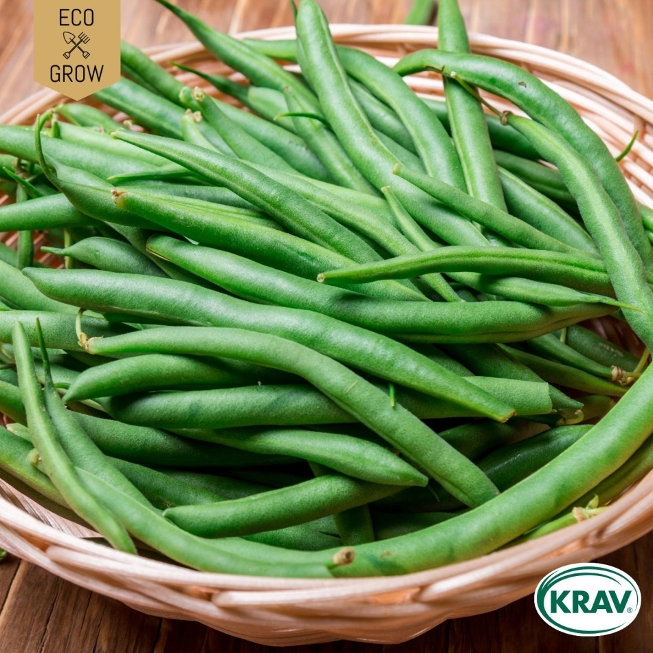 Brytböna - Slenderette