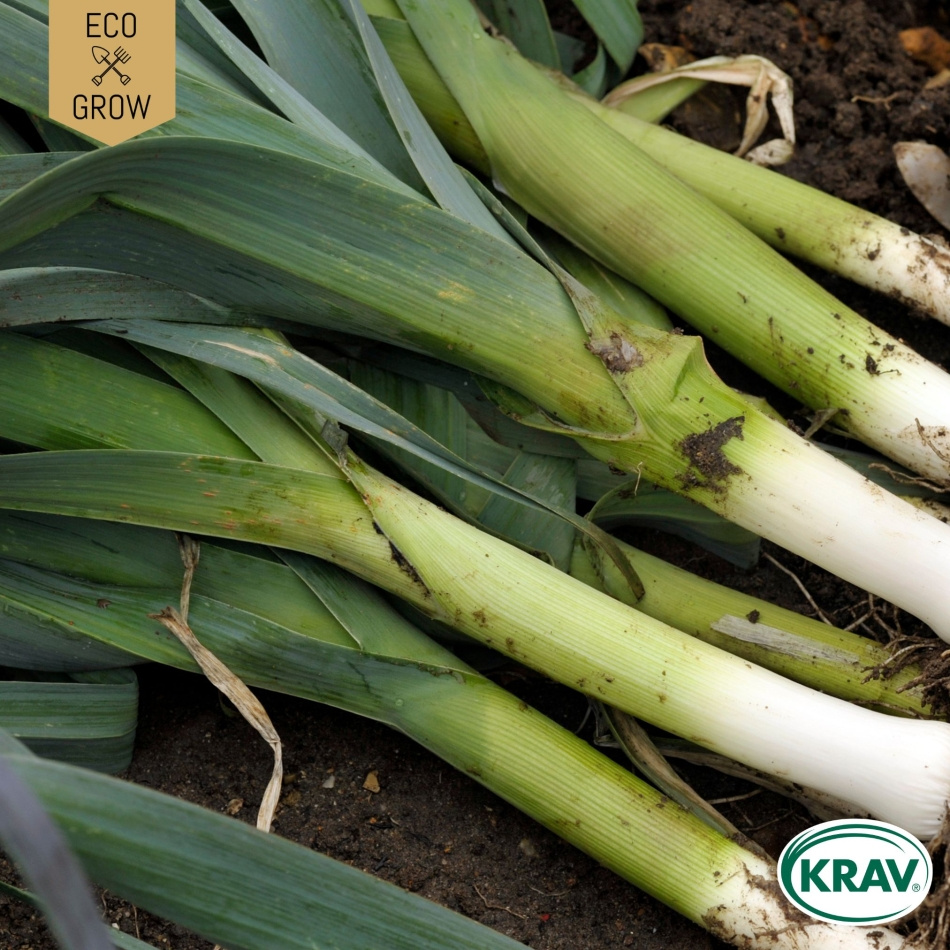 Purjolök - Winter Giant