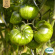 Salladstomat - Green Zebra Salladstomat - Green Zebra