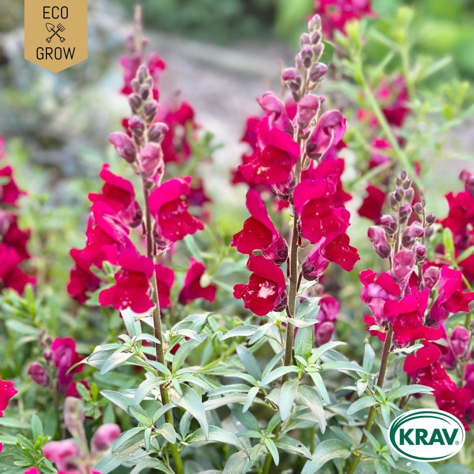 Lejongap - Black Prince