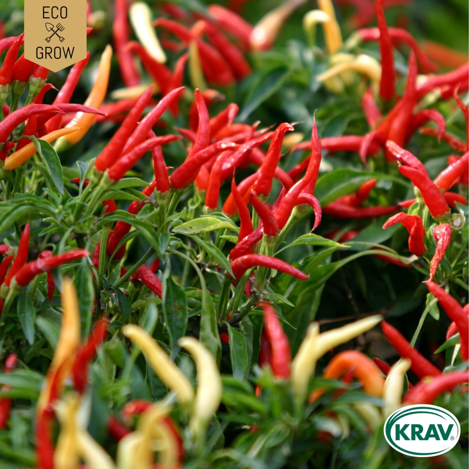 Spansk Peppar - Poupila