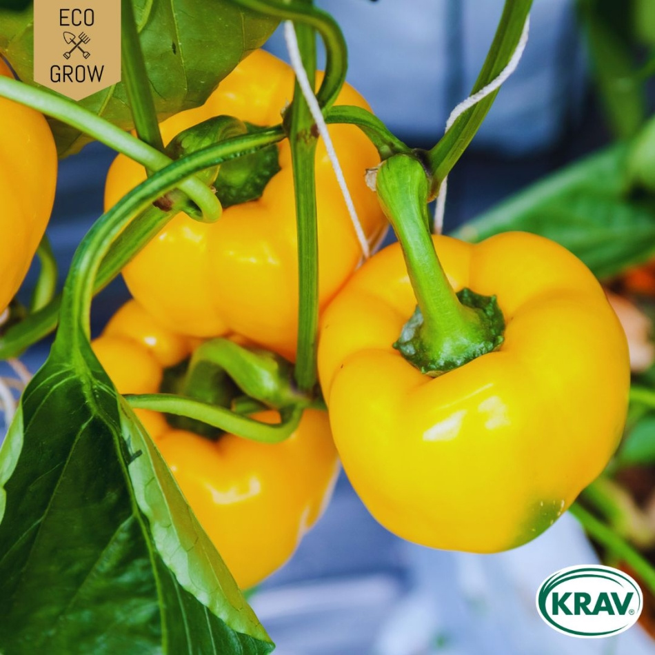 Paprika - Quadrato D'Asti Giallo