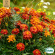 Tagetes - Bonita Mix Tagetes - Bonita Mix