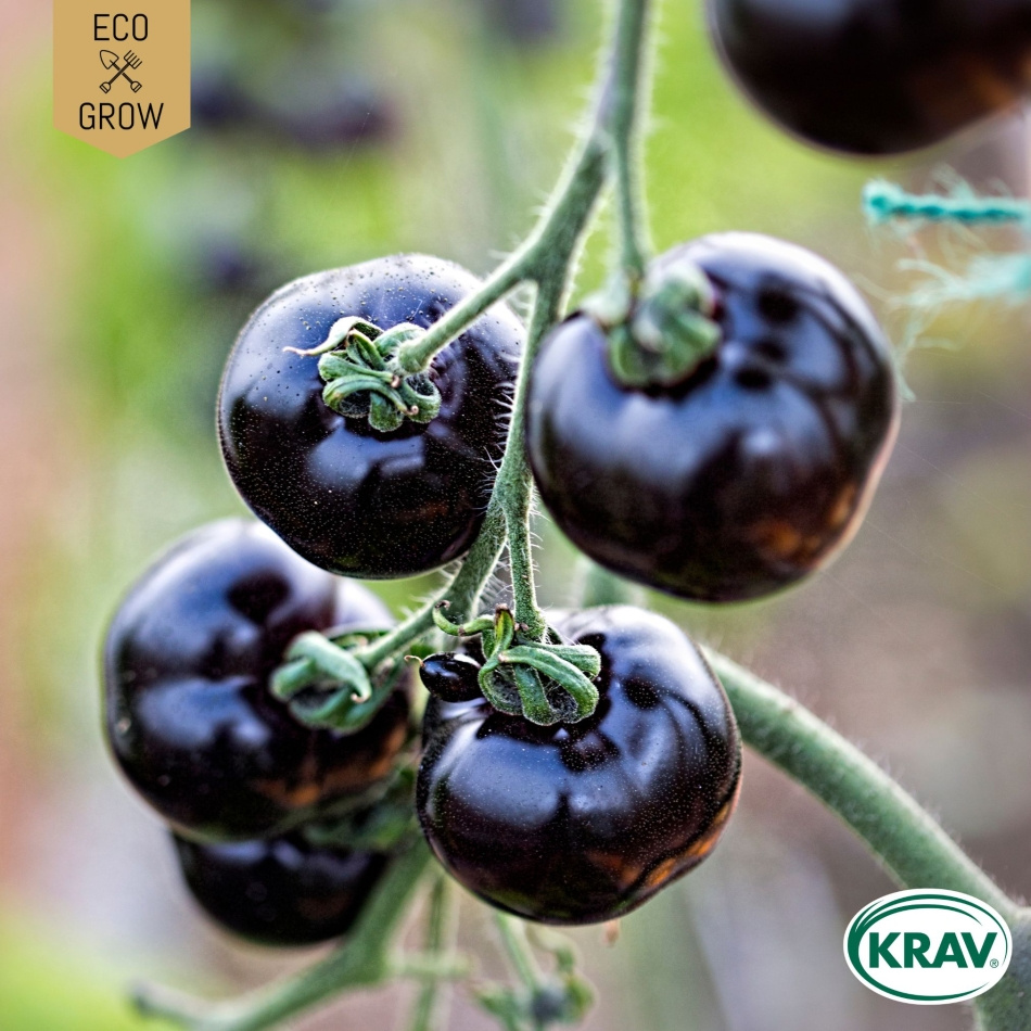 Bifftomat - Indigo Blue Beauty