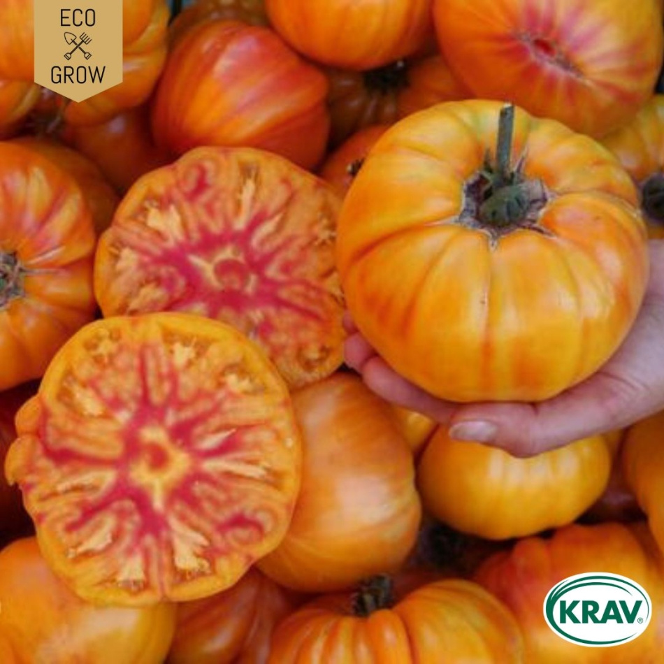 Bifftomat - German Gold