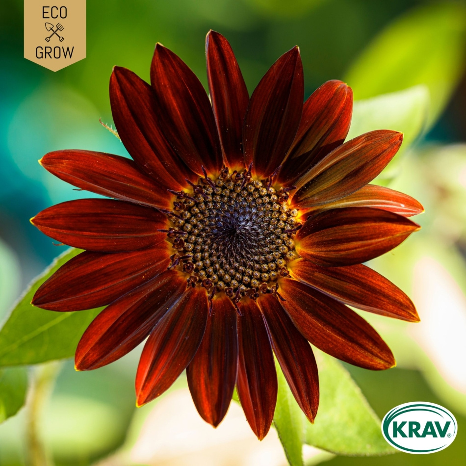 Solros - Velvet Queen