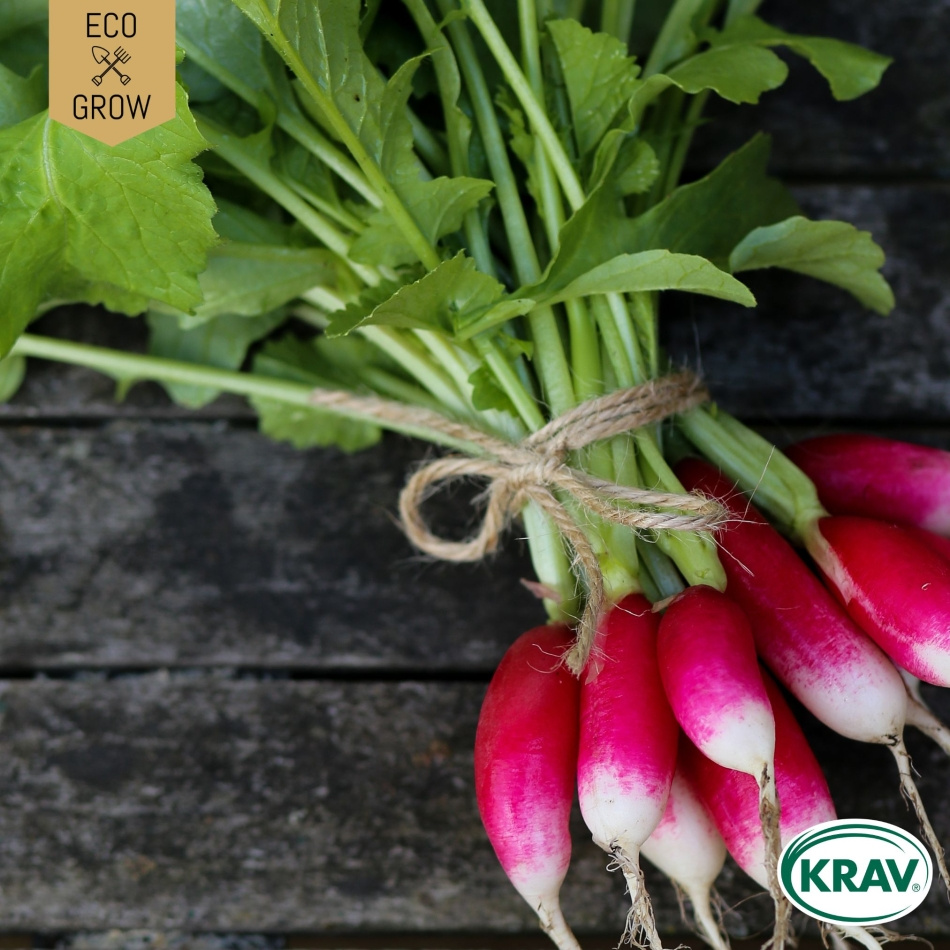 Rädisa - French Breakfast 3