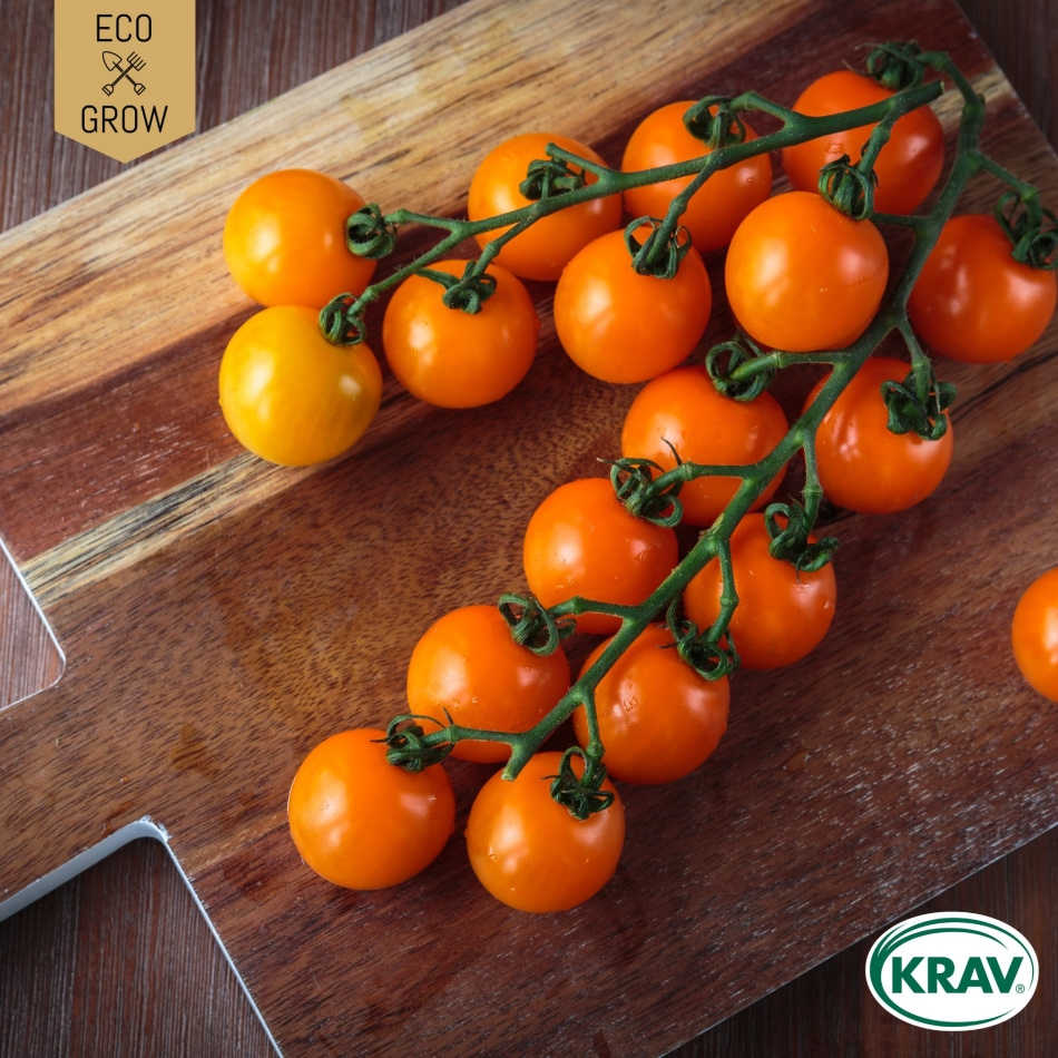 Körsbärstomat - Figiel