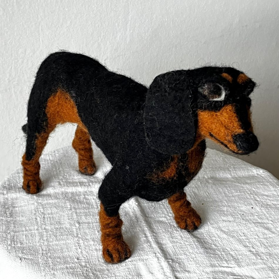 Korthårig tax i ull