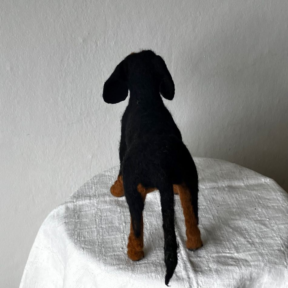 Korthårig tax i ull