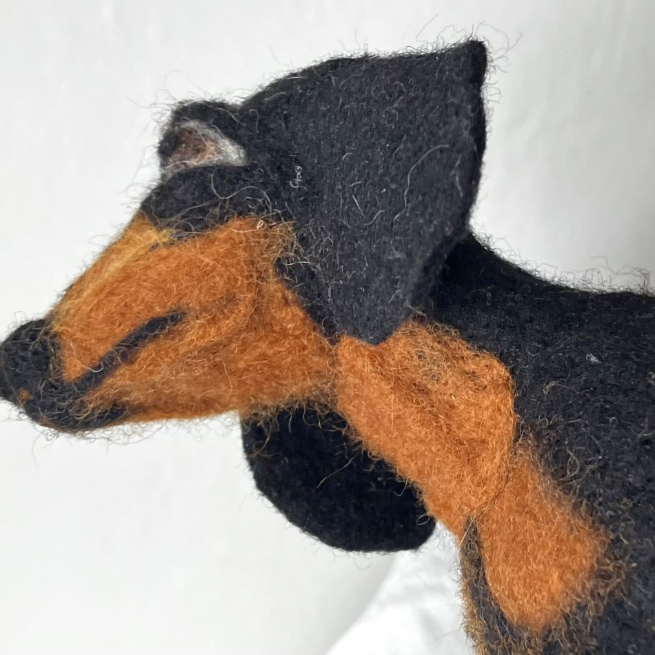 Korthårig tax i ull