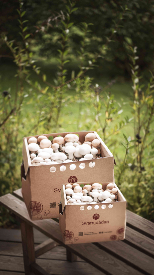 Liten svamplåda