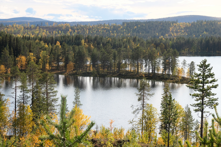 Skogen - Den gröna tråden